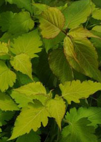 Leycesteria formosa 'Jealousy'